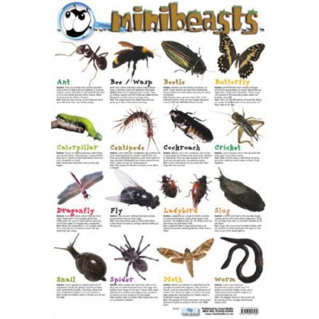 Minibeasts Poster